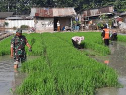 Wujud Keseriusan Peningkatkan Ketahanan Pangan, Babinsa Kali Baru Bantu Petani Menanam Padi
