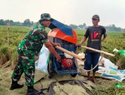 Jelang Masa Panen Padi Tiba, Babinsa Koramil 05/Bantargebang Turun Kesawah Bantu Petani