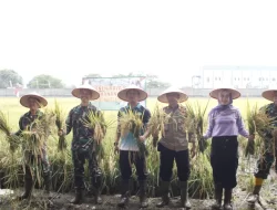 Apresiasi Kinerja Babinsa, Dandim 0507/Bekasi Panen Padi Hasil Inovasi Pupuk Cair Organik PC 37