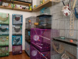 Jeli Lihat Peluang, Usaha Pet Hotel di, Rawalumbu Bekasi Milik Putri Kebanjiran Order Saat Musim Liburan