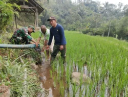 Antisipasi Kekeringan, Babinsa Sidomulyo Sertu Krida Dwi Bantu Pengairan Sawah Gunakan Pompa Air
