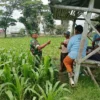 Optimalkan Hasil Panen, Serma Yuda Indra Gelar Komsos Budidaya Jagung Bersama Poktan Margo Utomo