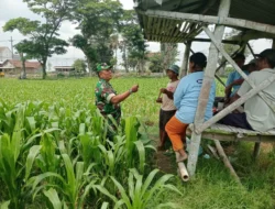 Optimalkan Hasil Panen, Serma Yuda Indra Gelar Komsos Budidaya Jagung Bersama Poktan Margo Utomo