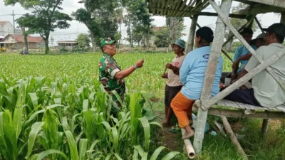 Optimalkan Hasil Panen, Serma Yuda Indra Gelar Komsos Budidaya Jagung Bersama Poktan Margo Utomo
