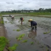 Dukung Ketahanan Pangan, Sertu Alim Santoso Dampingi Poktan Tani Makmur Tanam Padi di Jambewangi