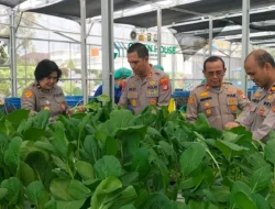 Polda Metro Jaya Panen 82 Kilogram Pakcoy untuk Dukung Program Makan Bergizi Gratis