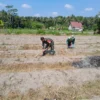 Dukung Ketahanan Pangan, Sertu Harianto Dampingi Petani Penyiapan Lahan Sawah Di Desa Ngoran