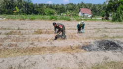 Dukung Ketahanan Pangan, Sertu Harianto Dampingi Petani Penyiapan Lahan Sawah Di Desa Ngoran