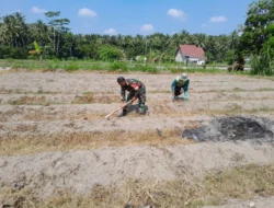 Dukung Ketahanan Pangan, Sertu Harianto Dampingi Petani Penyiapan Lahan Sawah Di Desa Ngoran