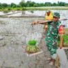 Dukung Ketahanan Pangan, Babinsa Koramil Doko Dampingi Petani Tanam Padi di Desa Plumbagan