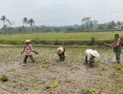 Dukung Ketahanan Pangan, Serka Abdul Salam Turun ke Sawah Bantu Petani Tanam Padi Di Ngadirenggo
