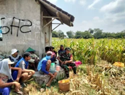 Wujud Nyata Dukungan Hanpangan, Babinsa Kanigoro Turun Ke Sawah Bantu Petani Panen Jagung