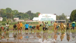 Dukung Swasembada Pangan, Koramil 12/Wlingi dan Poktan Abadi Gelar Tanam Padi Serentak Merdeka