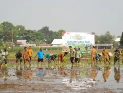 Dukung Swasembada Pangan, Koramil 12/Wlingi dan Poktan Abadi Gelar Tanam Padi Serentak Merdeka