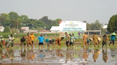 Dukung Swasembada Pangan, Koramil 12/Wlingi dan Poktan Abadi Gelar Tanam Padi Serentak Merdeka