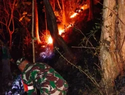 Aksi Sigap Babinsa Dan Warga Padamkan Kebakaran Hutan Jati Di Pagerwojo Blitar