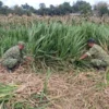Kodim 0808/Blitar Optimalkan Program Ketahanan Pangan Melalui Sistem Pertanian Terpadu Di Srengat