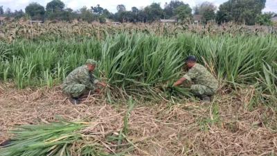 Kodim 0808/Blitar Optimalkan Program Ketahanan Pangan Melalui Sistem Pertanian Terpadu Di Srengat